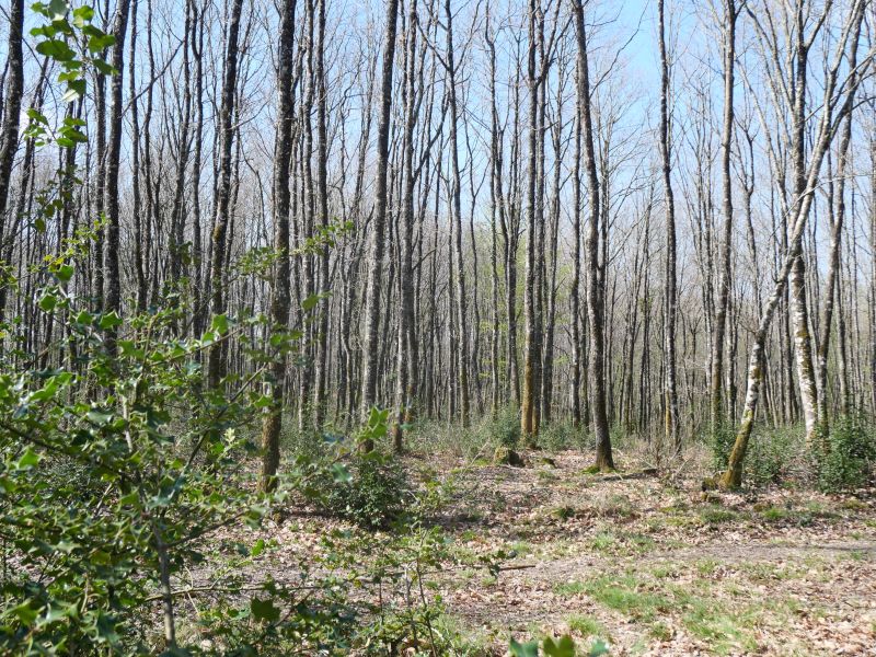 Forêt