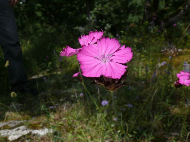 Dianthus carthusianorum