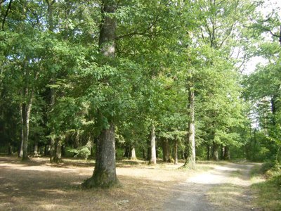 Forêt de Sivens