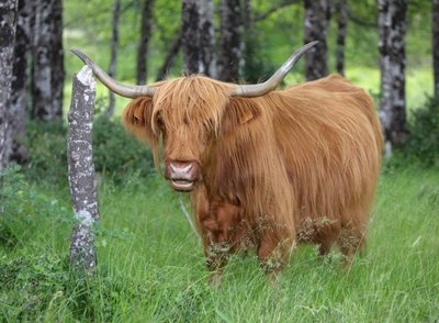 Highland cattle