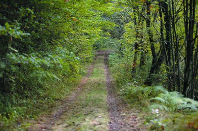 Forêt Domaniale de Lacaune