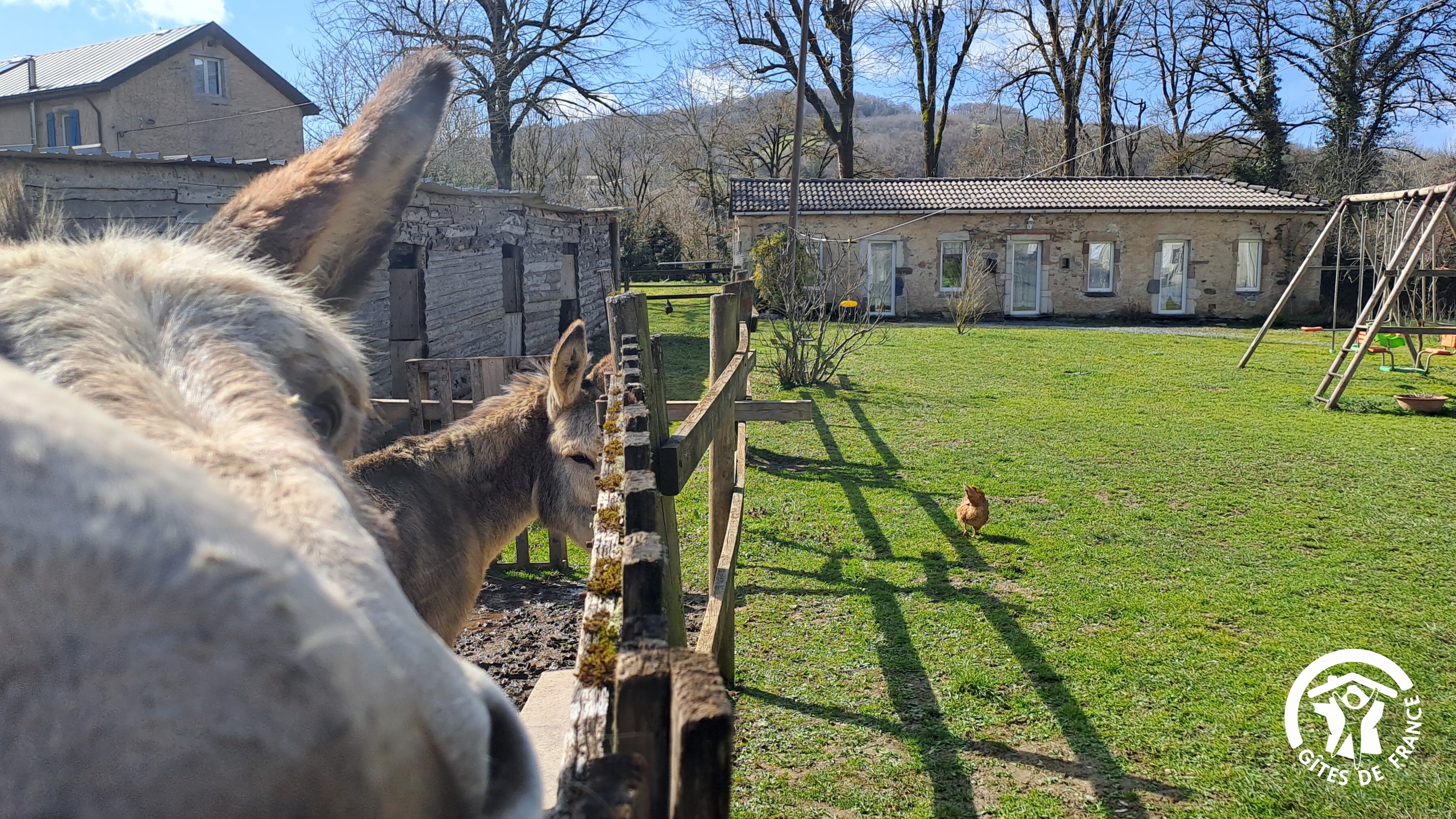 Ane devant La Rabaudié