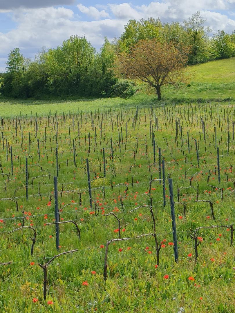 Belles couleurs de printemps dans les vignes