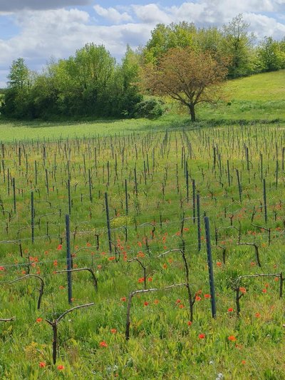 Belles couleurs de printemps dans les vignes