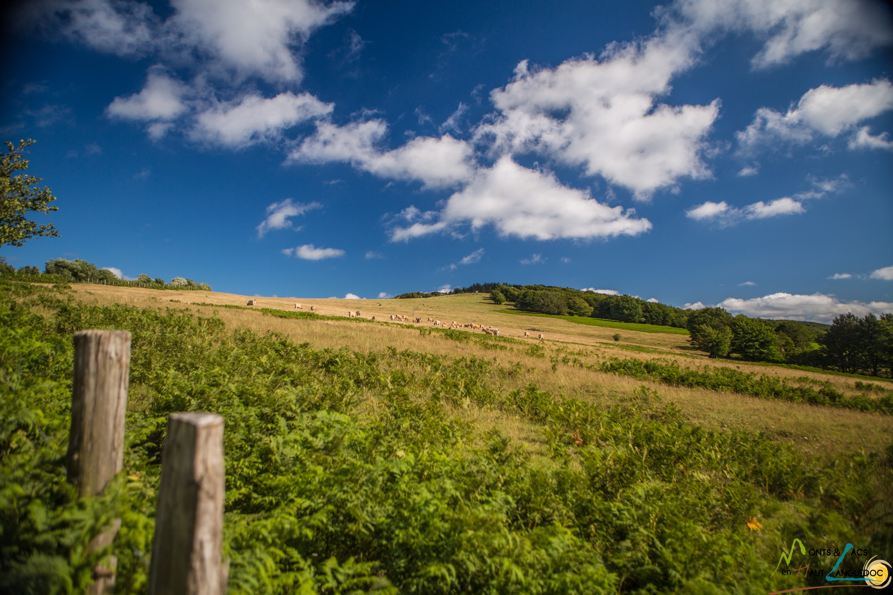 Paysage d'été