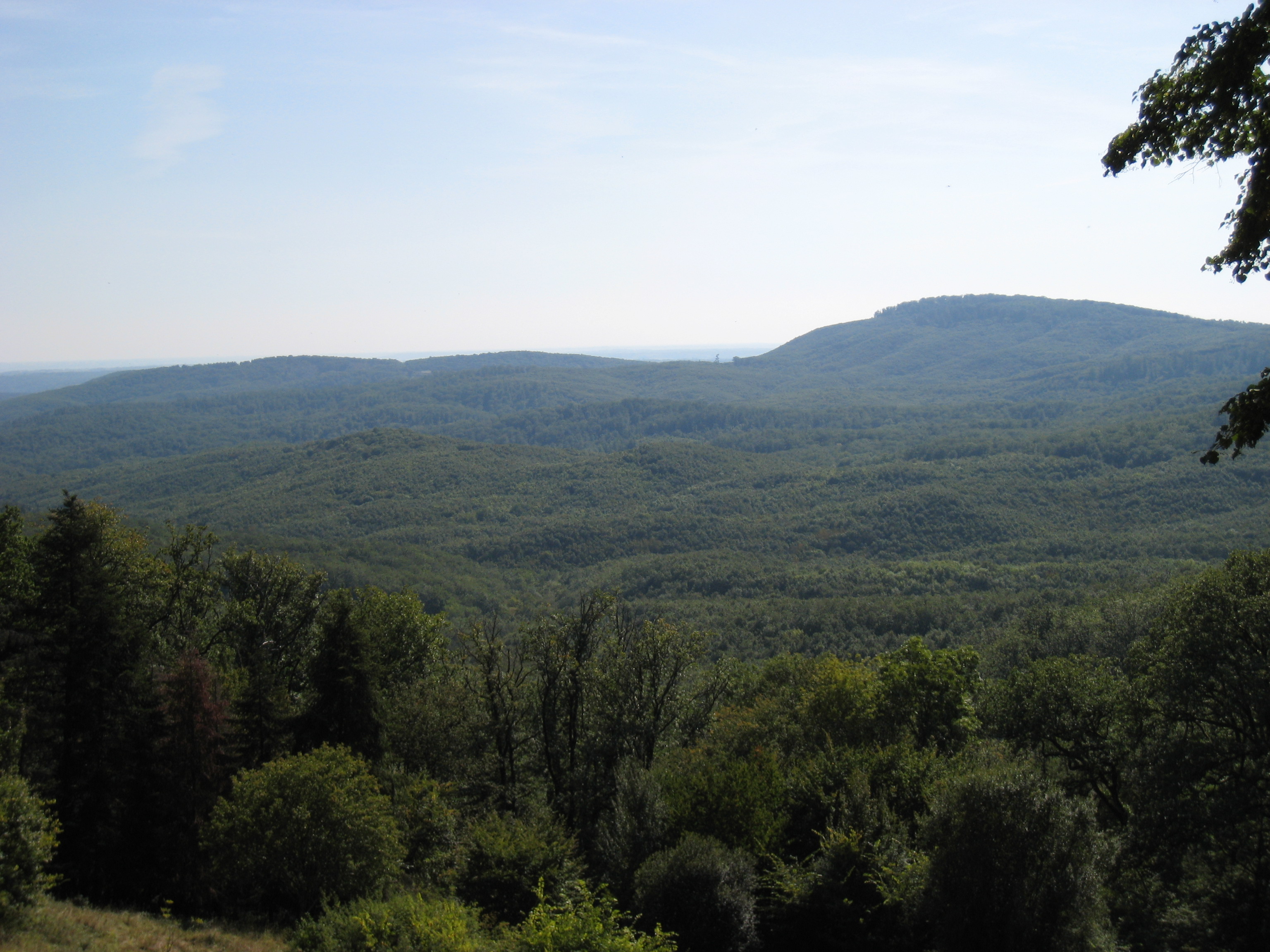 Foret Domaine de la Gresigne