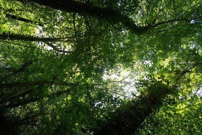 Forêt départementale de Sivens_Lisle-sur-Tarn