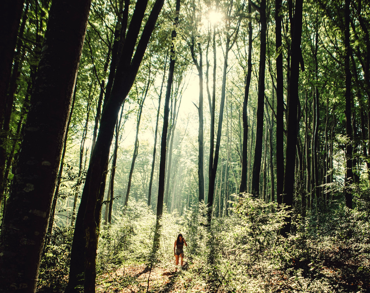 Foret de Montagnol