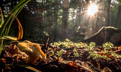 Mycologie, forêt de Sivens, Tarn