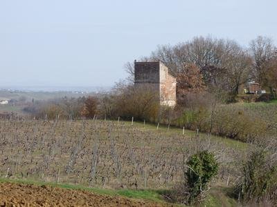 Vignes et pigeonnier