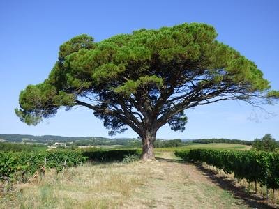 Vignes et pin parasol
