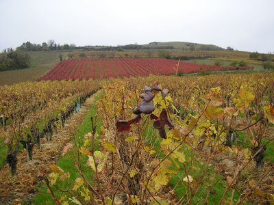 Rando de la Saint Martin_Senouillac