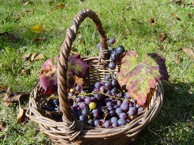 27ème Ronde du Gaillac Primeur®_Cahuzac-sur-Vère