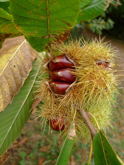 Randonnée des châtaignes_Jouqueviel
