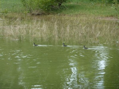 Oiseaux d'eau