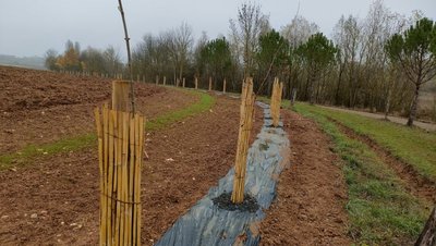 Plantation de haie