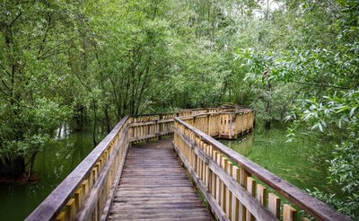 Passerelle des saules