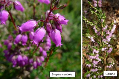 Bruyère cendrée et Callune