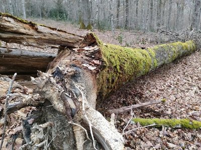 Le bois mort, un hôtel à biodiversité