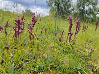 Les orchidées du Travet