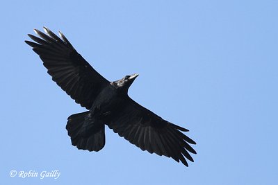 Un grand corbeau