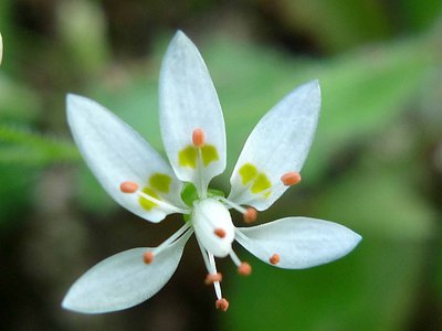 Saxifrage de l’Ecluse