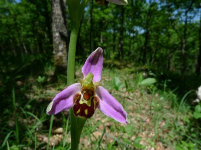 Ophrys abeille