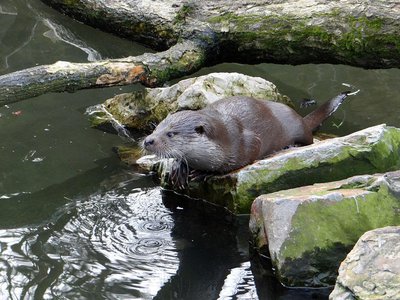 La loutre