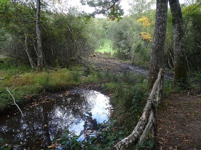 Une mare forestière