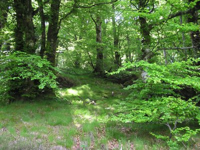 À la découverte des richesses de la forêt