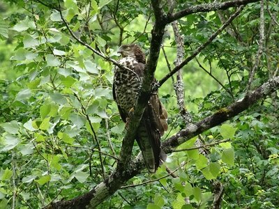 Les oiseaux de la forêt