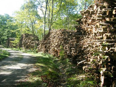 L'exploitation du bois