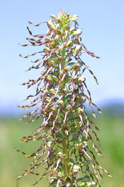 L'orchis bouc