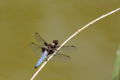 Libellule déprimée
