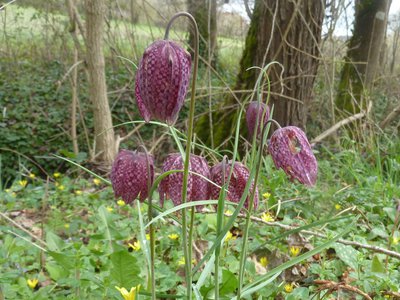 La Fritillaire pintade