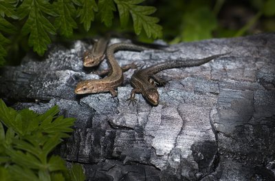Le Lézard vivipare