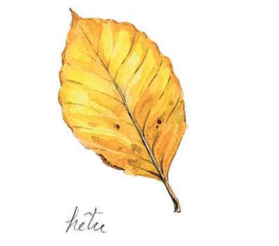 Feuille hêtre