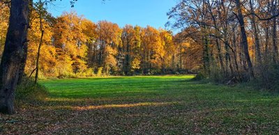 Bois de Bel Air