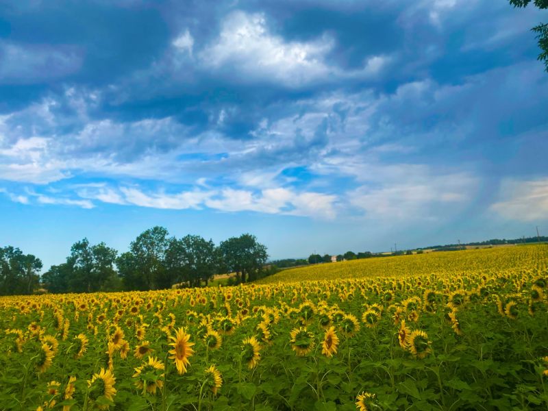 Champ de tournesol sur le plateau
