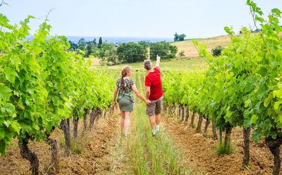Marcheurs dans les vignes