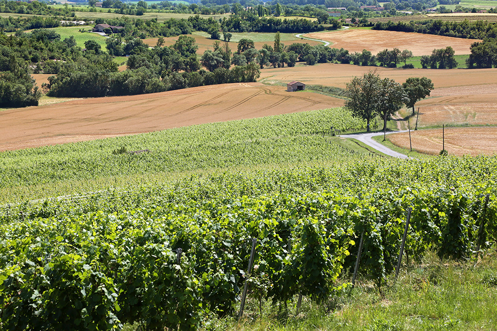 Paysage de vignes