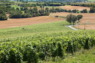 Paysage de vignes