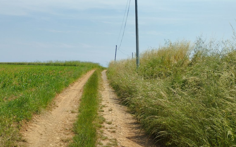 Chemin à travers champs