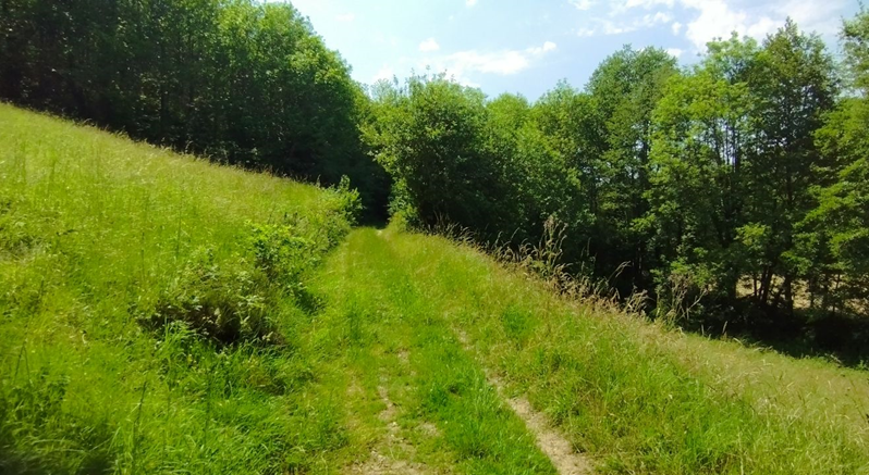 Parcours à travers bois et forêt