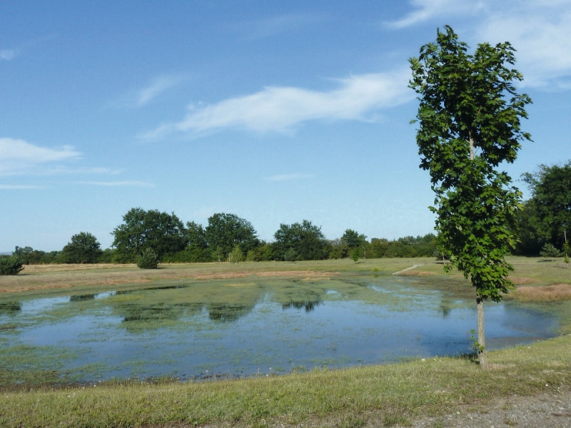 Ce sentier tient son nom d'un insecte que vous croiserez peut-être : la demoiselle, proche de la libellule !