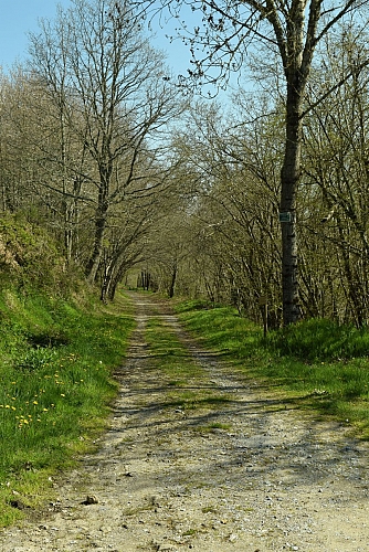 Sentier en forêt au bord du lac