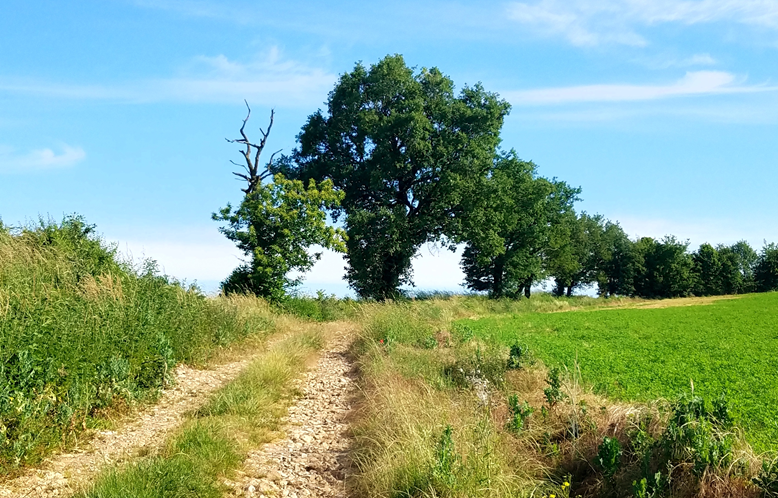 Sentier à travers champs et près