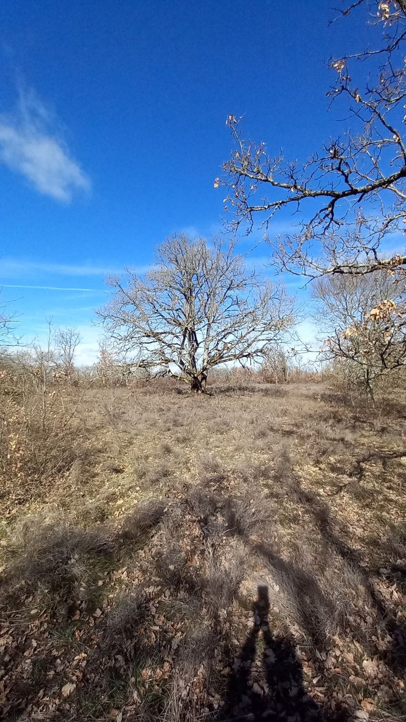 Chêne de la vallée de Bonnan