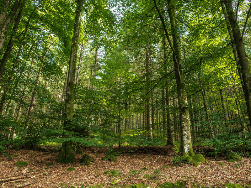 forêt