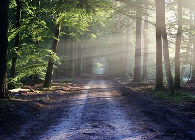 Forêt